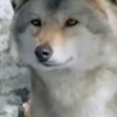 良好市民熬夜修仙utn4