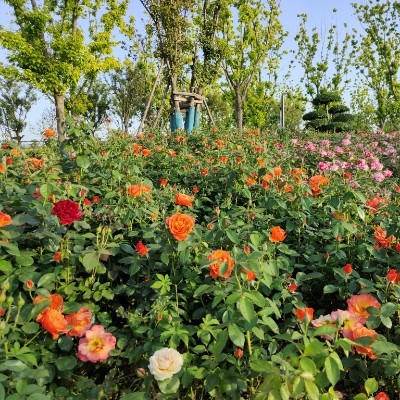 随时睡着的小豆芽d6