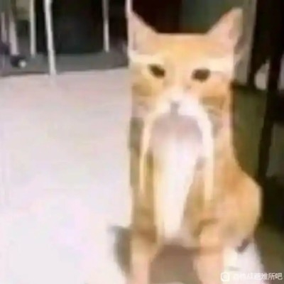 哈基高