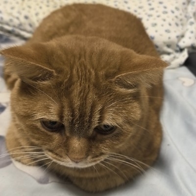 哈基米南北绿豆