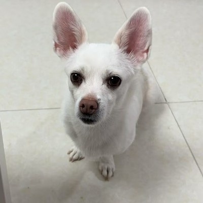 掌门人想不出idnr86