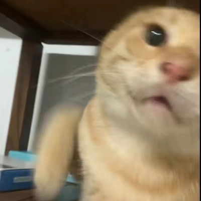 国家一级哈基米