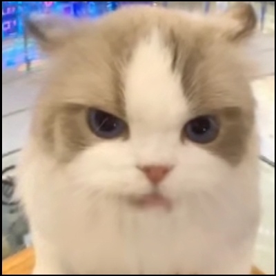 白给逝者