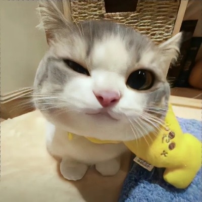 猫戮
