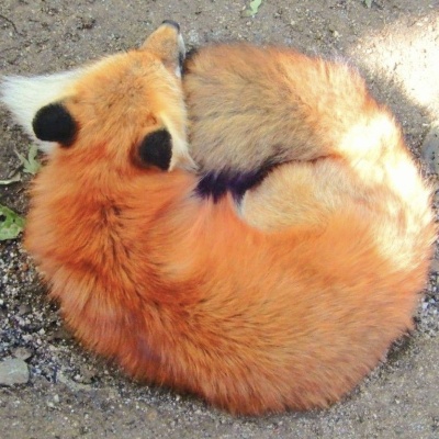 芜