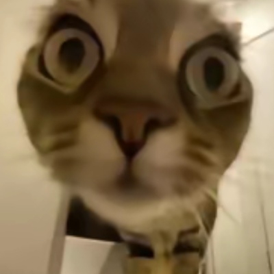 猫眼拽姐手机没电了ot72