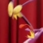 Liaojue