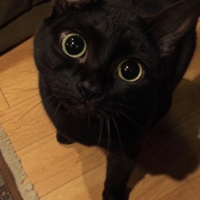赤豹厨