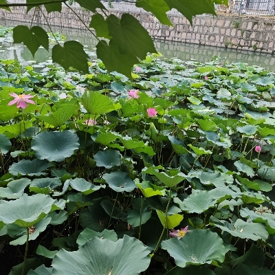 姜饼人直播带货mfm08