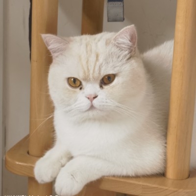 爱吃瑞士卷不吃晚饭t208