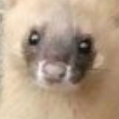 redstart