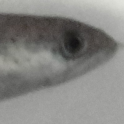 小黑子食补食油饼