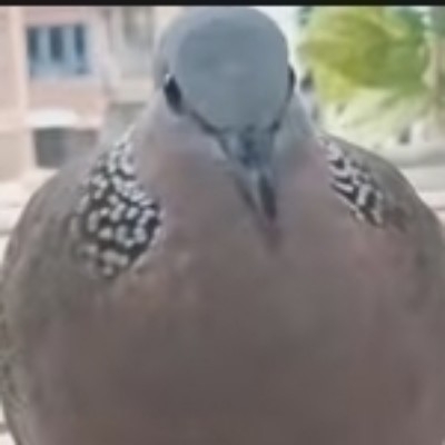 国服第一橘子海rb6