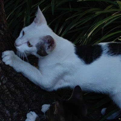 姜饼人打工ingfs108