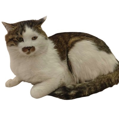 大肥猫