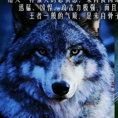 油爆枇杷拌蛰面