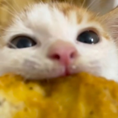 神秘鸡块小猫