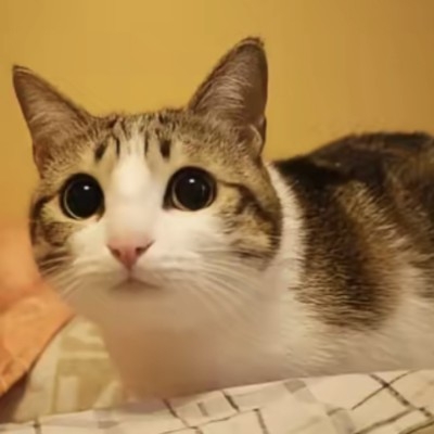 小低语