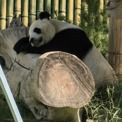 林泽飞