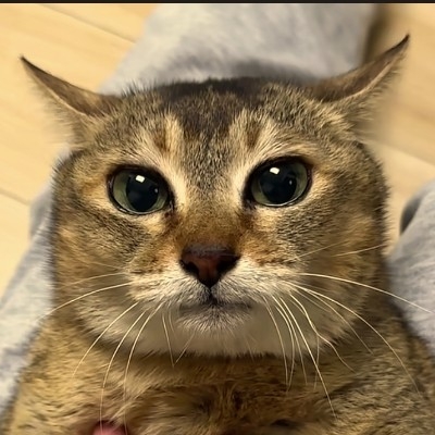 米肖