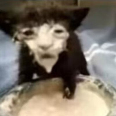 卡丘似了喵