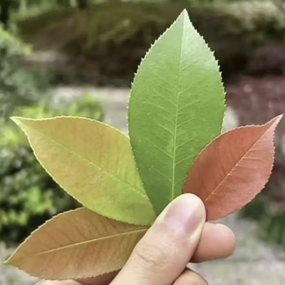 少儿频道