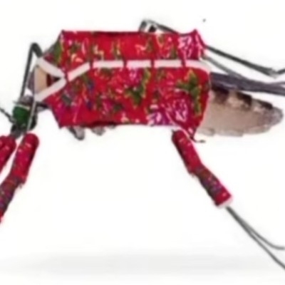 大蚊子（白樱娜）