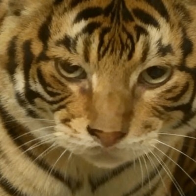 哈基洋，你这家伙