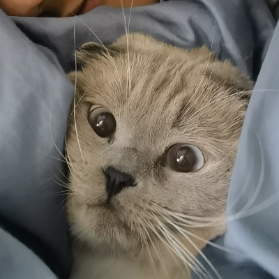 用户