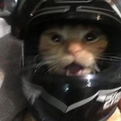 cat.mi