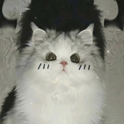 一个小猫咪