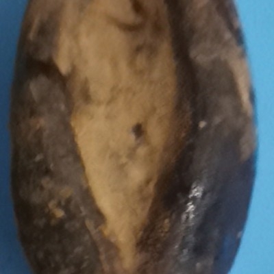 root