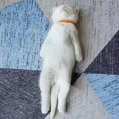 可爱的小猫猫