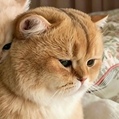 阿莫西林