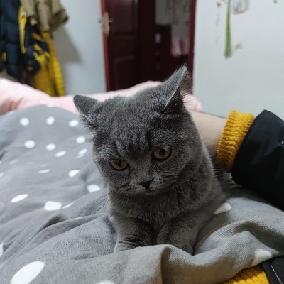 朱墨似血
