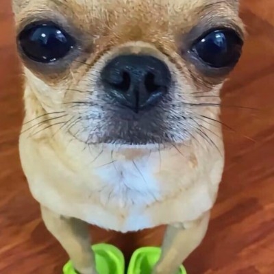 不会下重制版求教